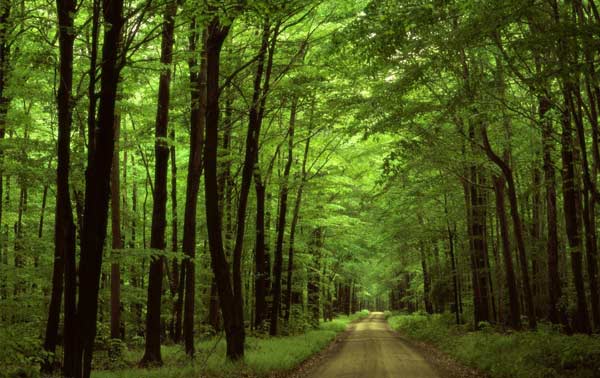 بهترین منابع آزمون دکتری رشته علوم و مهندسی جنگل - مدیریت جنگل 1402