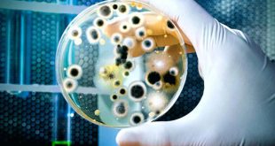 کارنامه و رتبه قبولی رشته زیست فناوری میکروبی مقطع دکتری دانشگاه سراسری