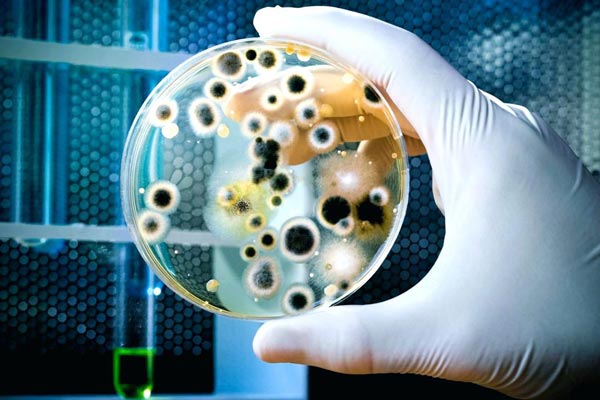 کارنامه و رتبه قبولی زیست فناوری میکروبی دکتری دانشگاه سراسری 99 - 1400